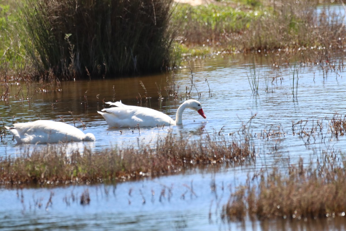 Coscoroba Swan - ML643386662