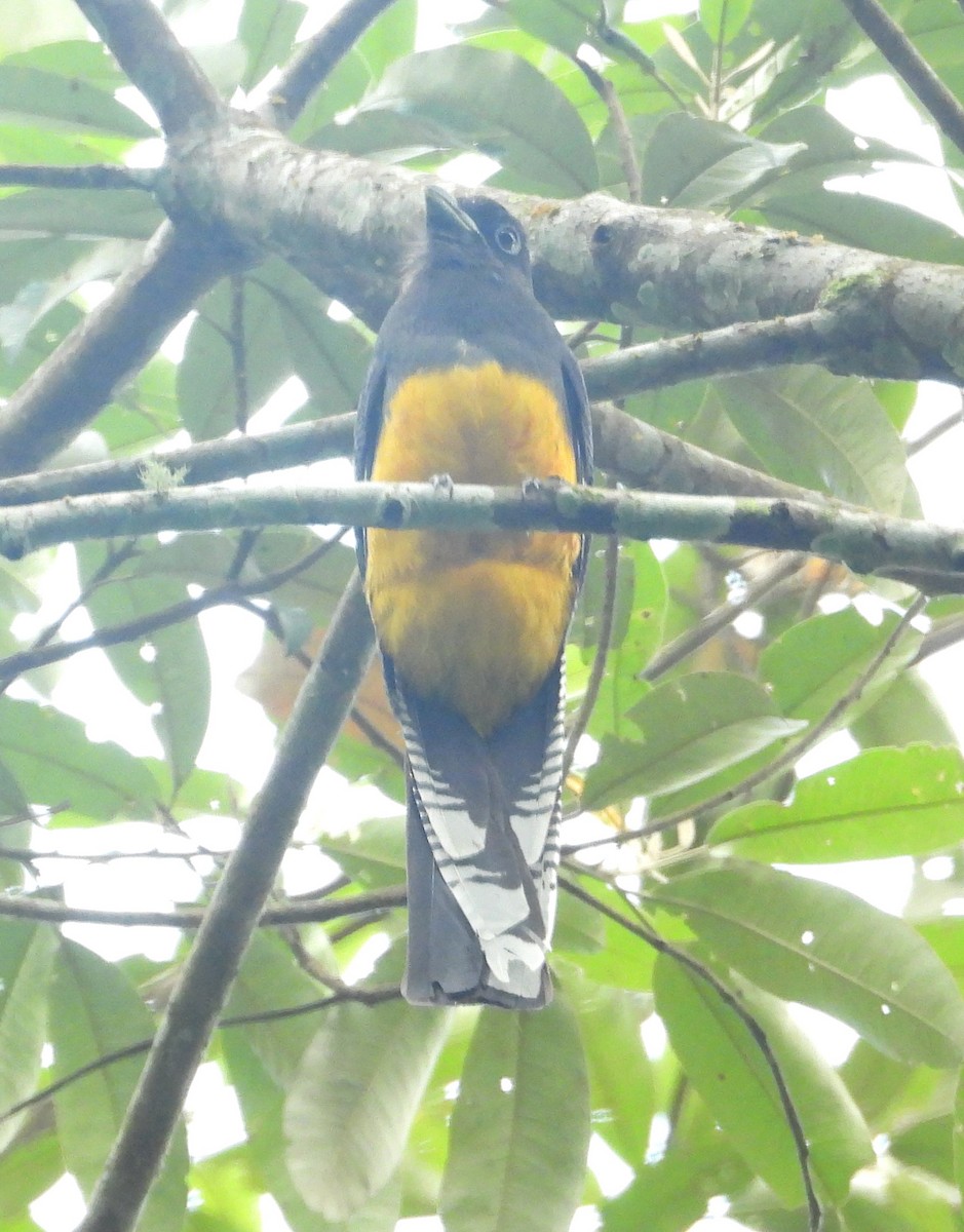Green-backed Trogon - ML643386665