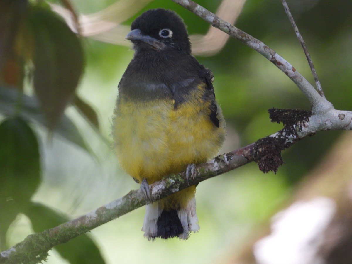 Green-backed Trogon - ML643386666