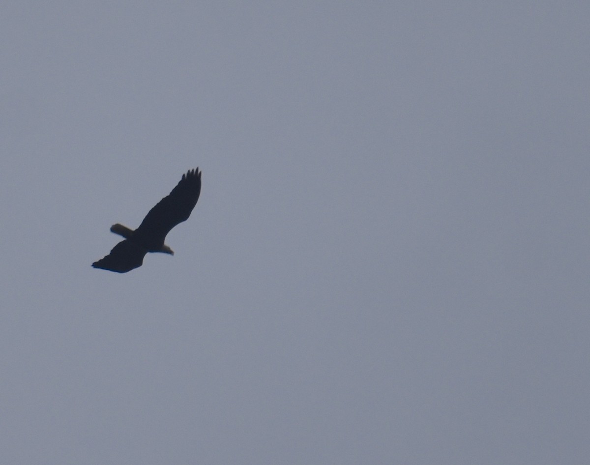 Bald Eagle - ML643386701