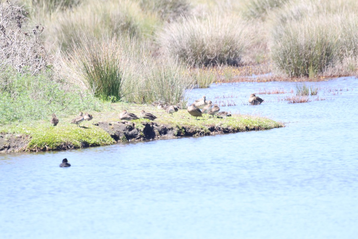 Yellow-billed Pintail - ML643386705