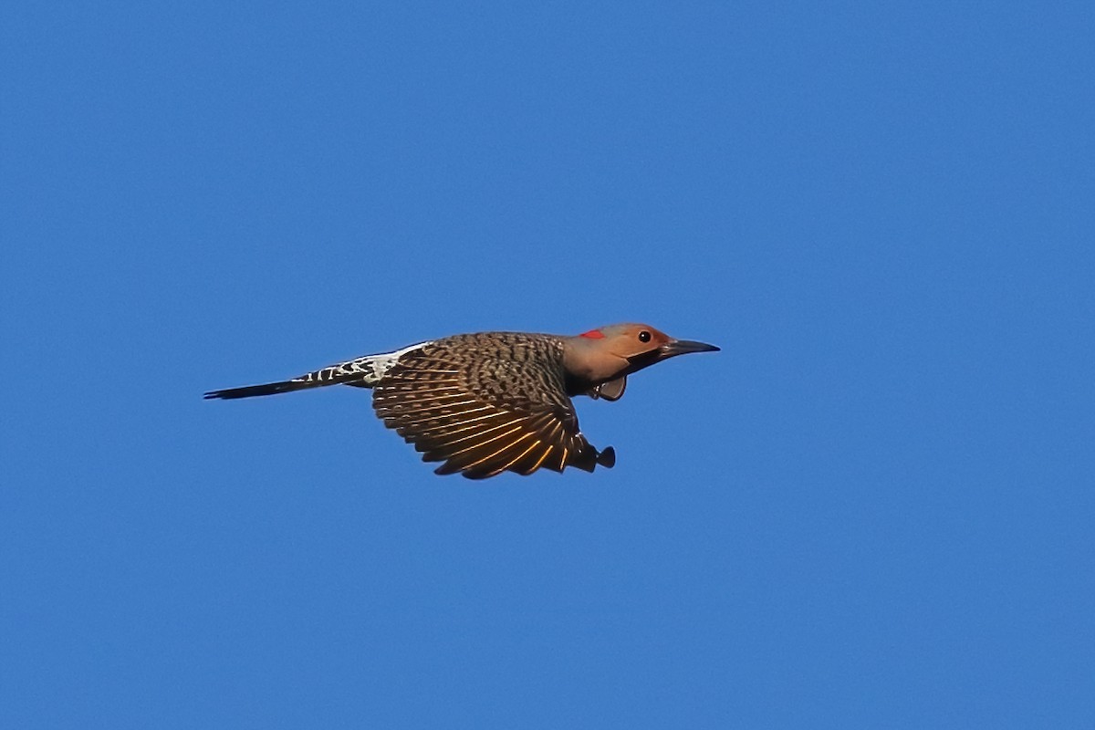 Northern Flicker - ML643386723