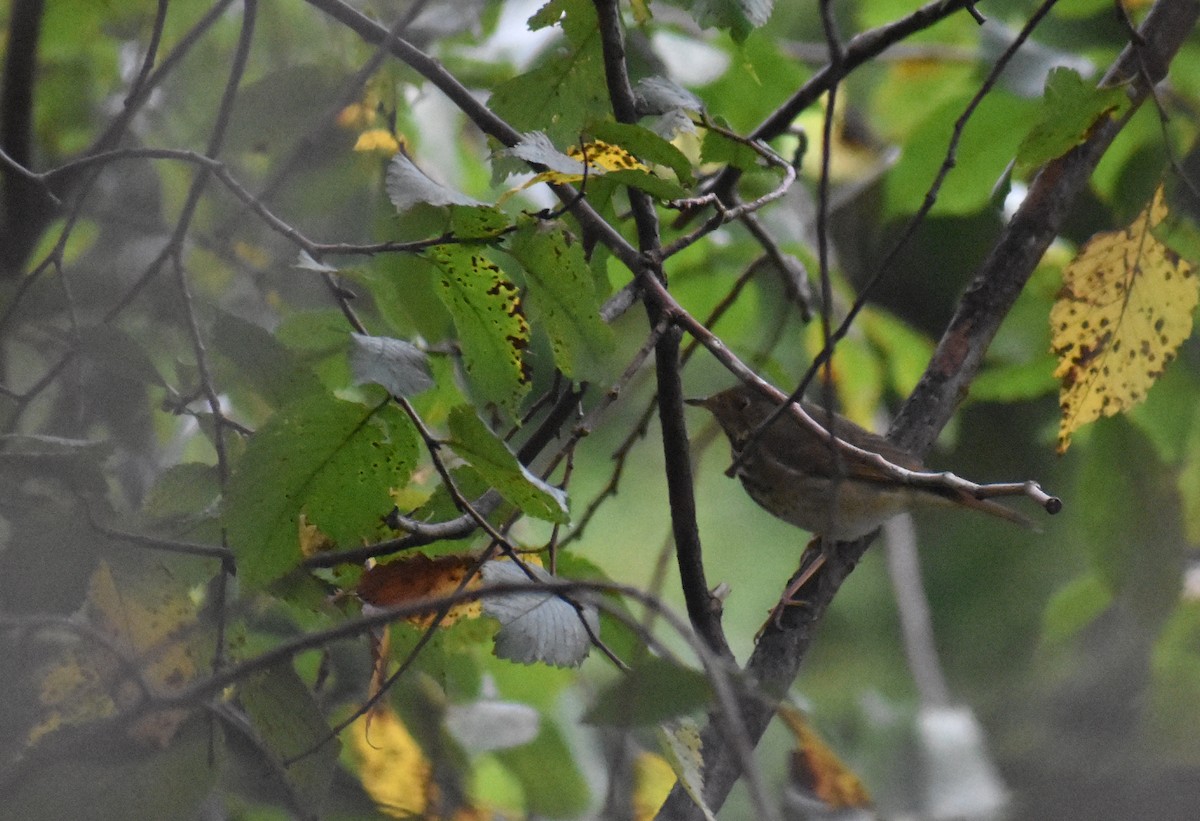 Hermit Thrush - ML643386747