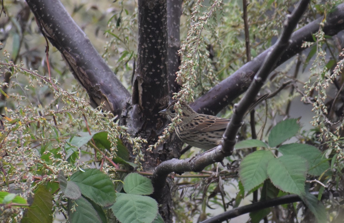 Lincoln's Sparrow - ML643386754