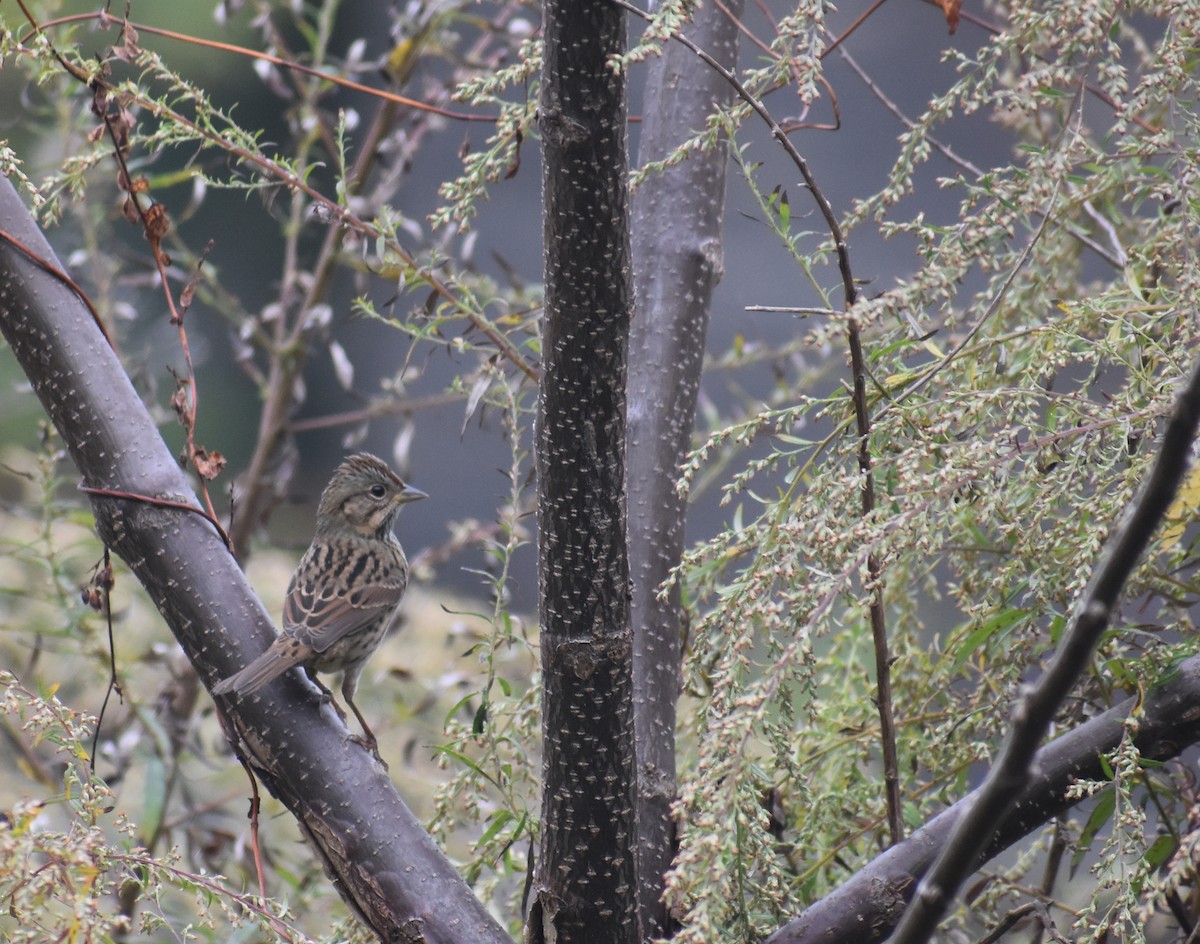 Lincoln's Sparrow - ML643386767