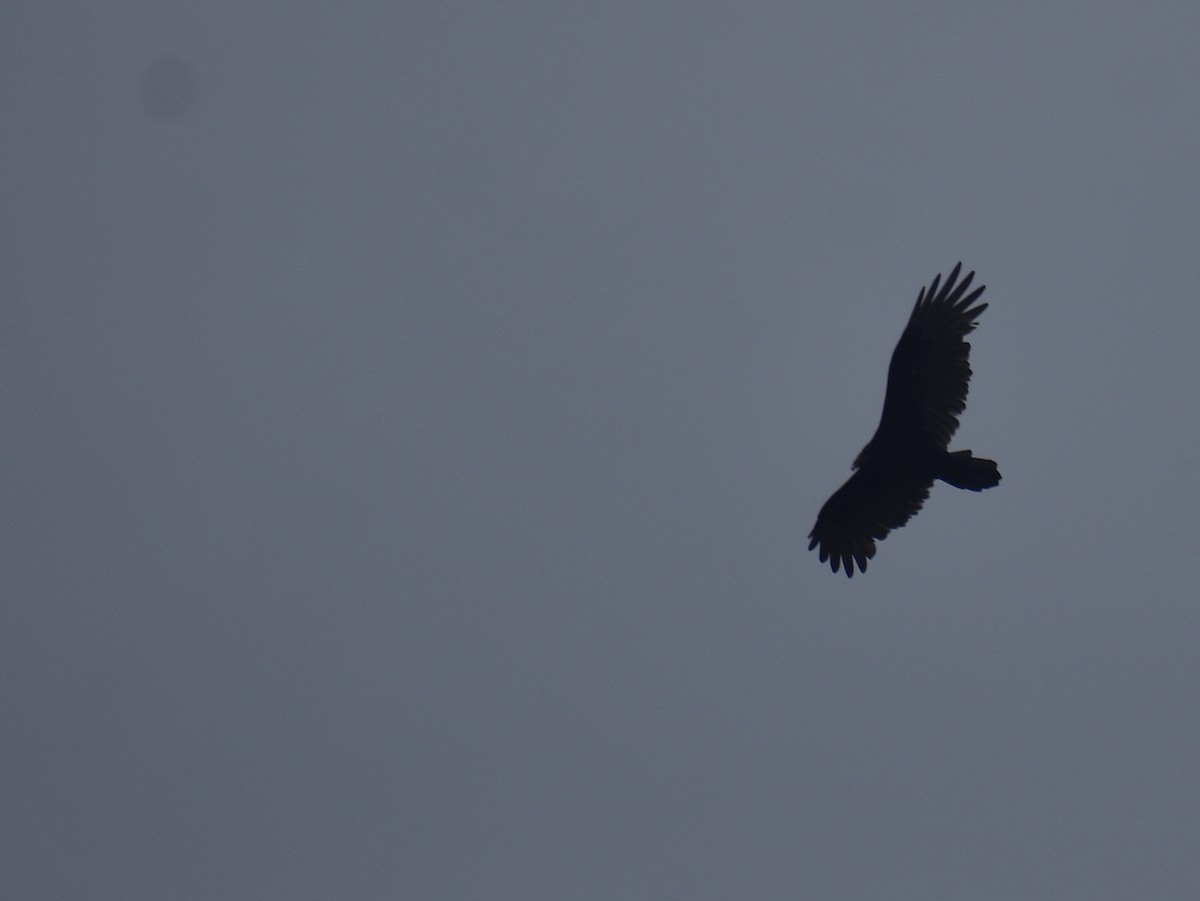 Turkey Vulture - ML643386788