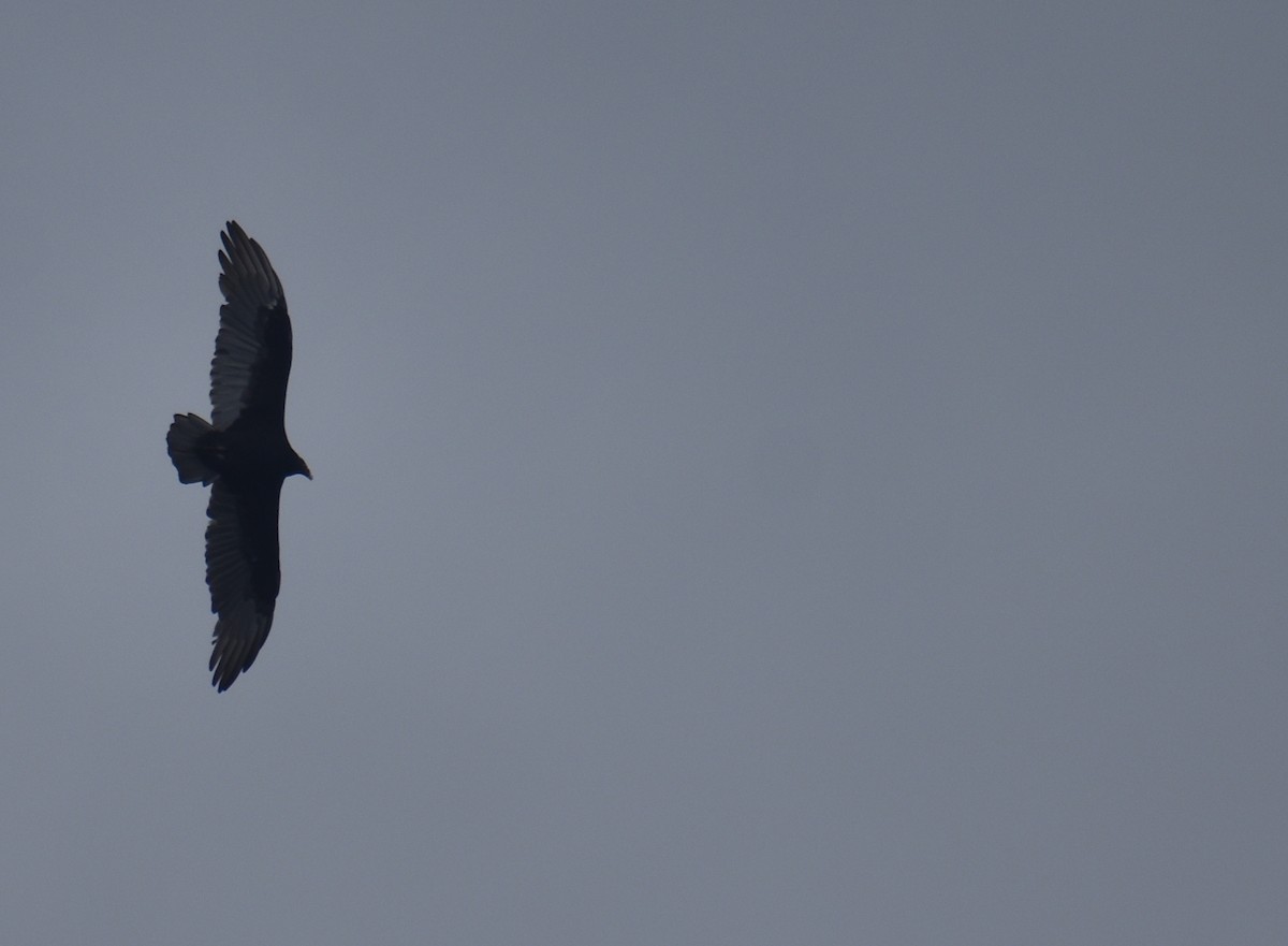 Turkey Vulture - ML643386801