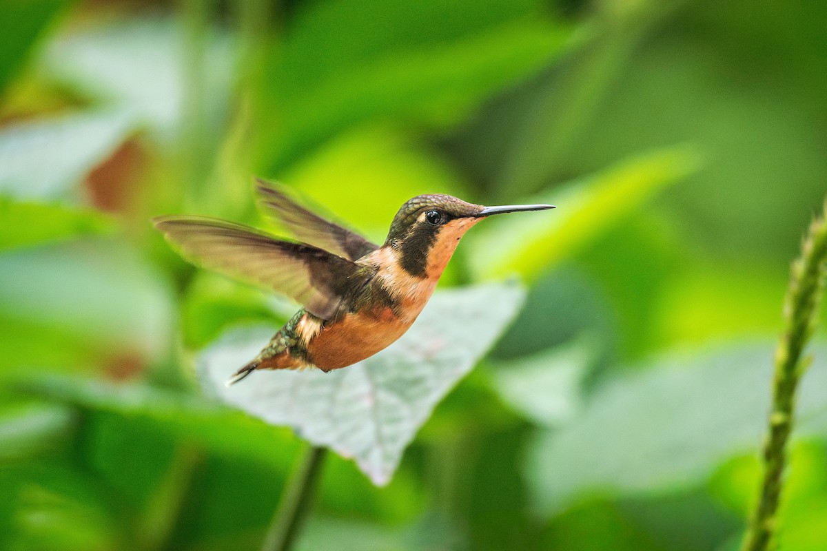 Purple-throated Woodstar - ML643386804