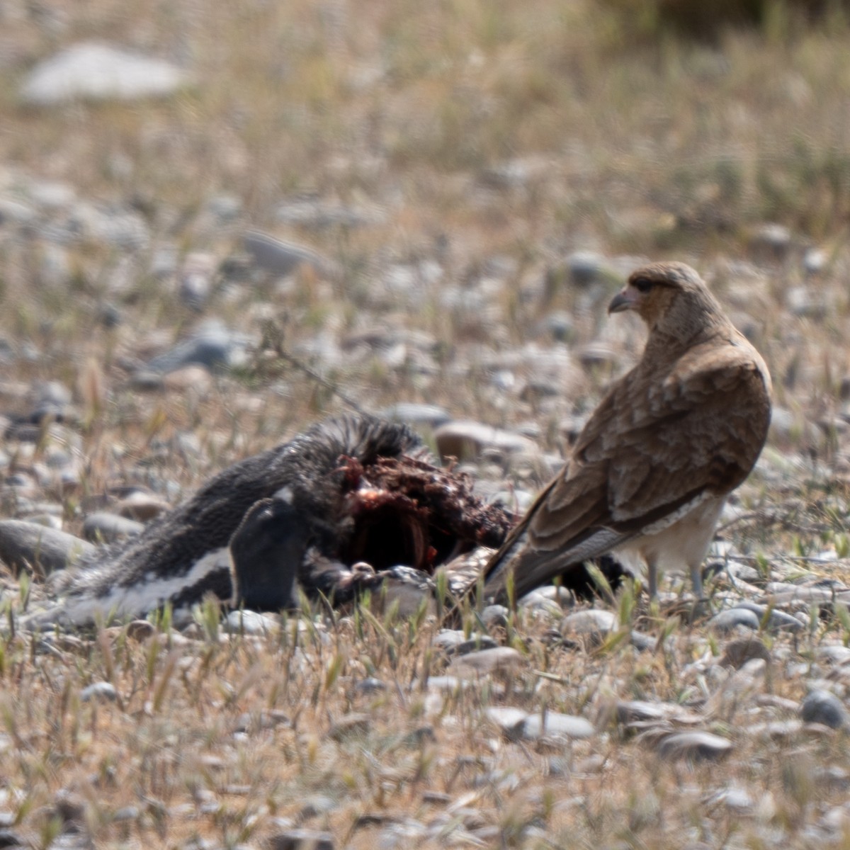 Chimango Caracara - ML643386805