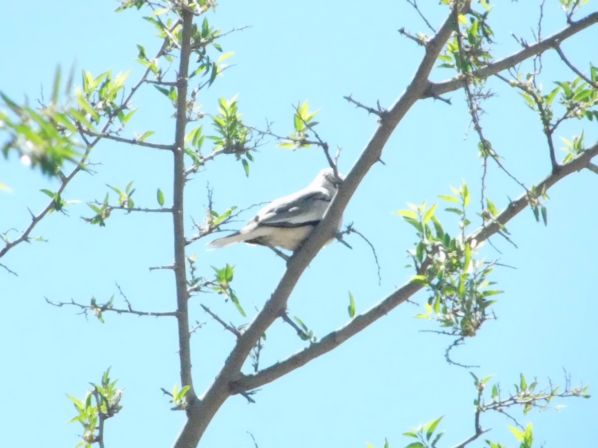 Picui Ground Dove - ML643386807