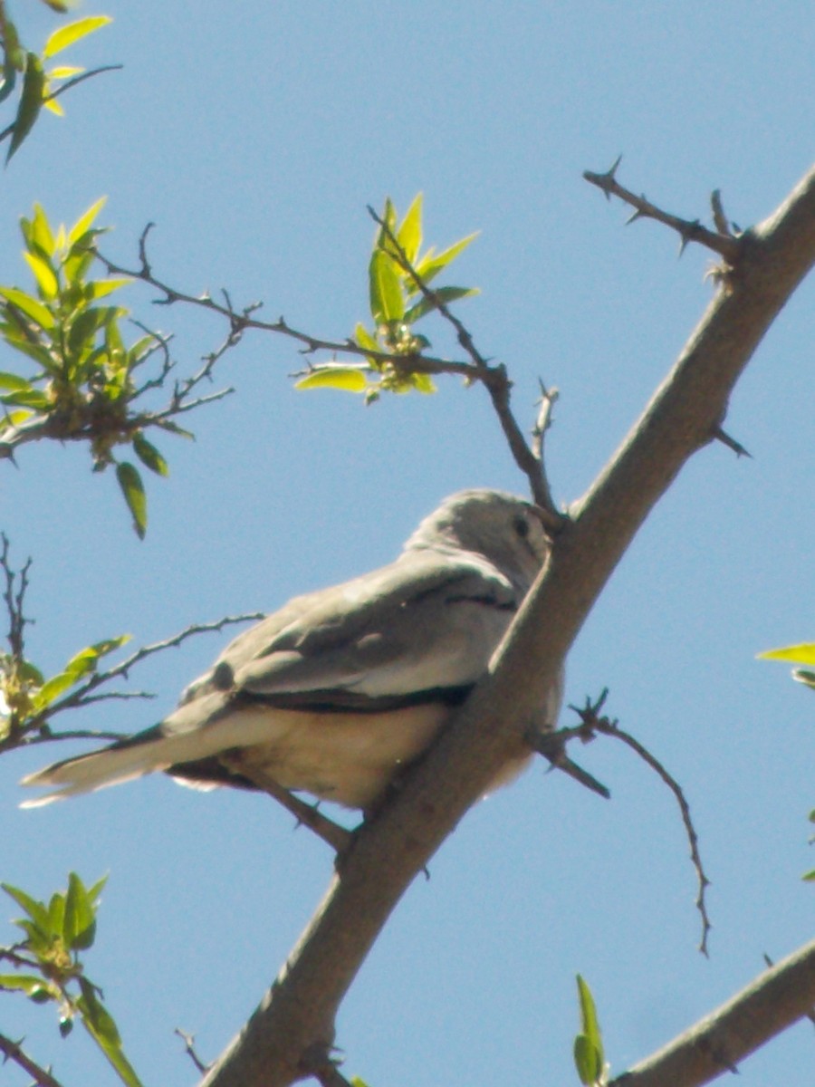 Picui Ground Dove - ML643386809