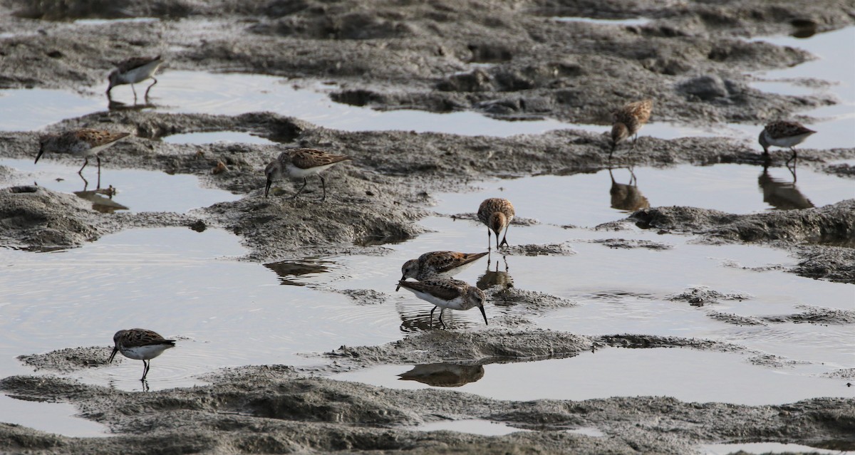 Western Sandpiper - ML64338681