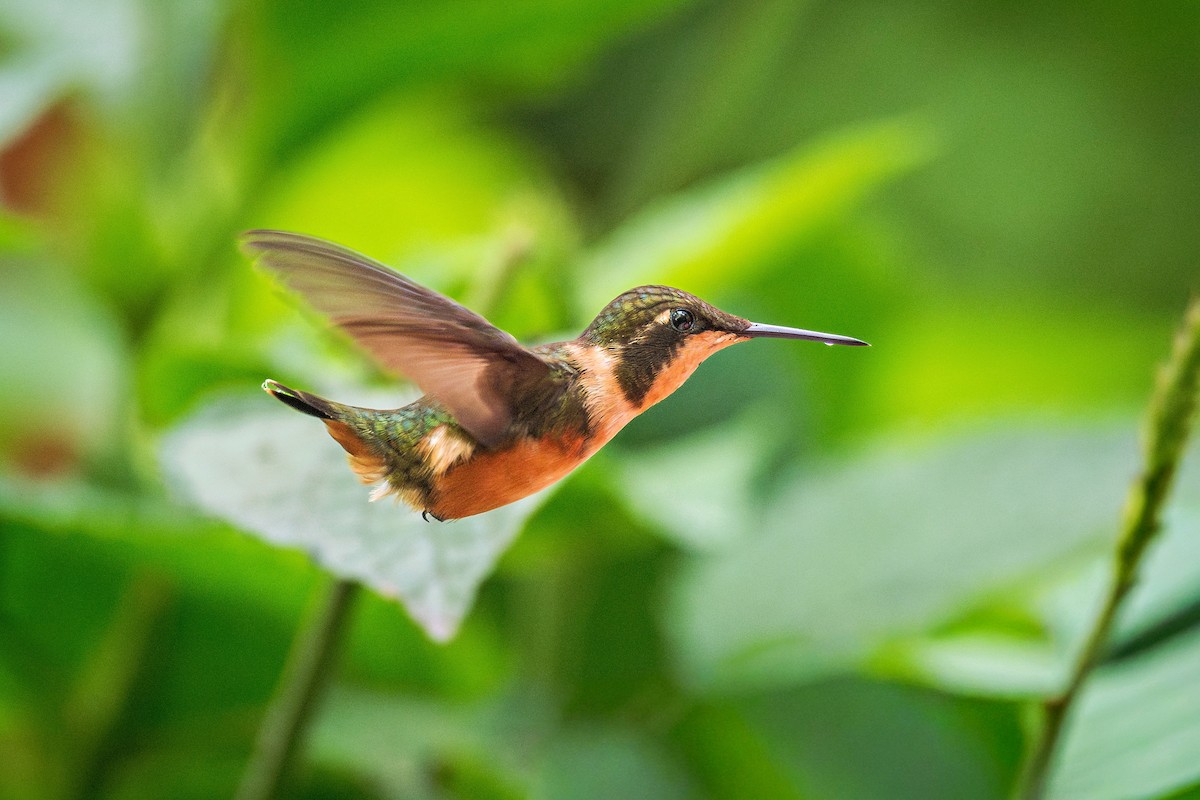 Purple-throated Woodstar - ML643386824