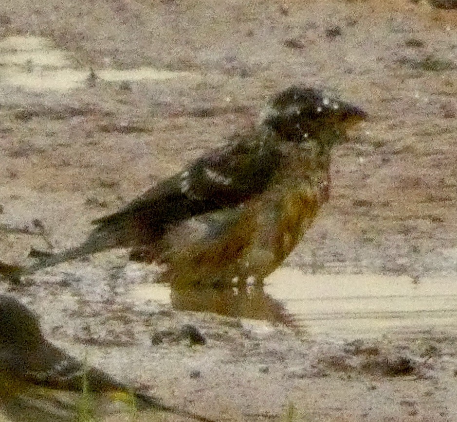Black-headed Grosbeak - ML643386825
