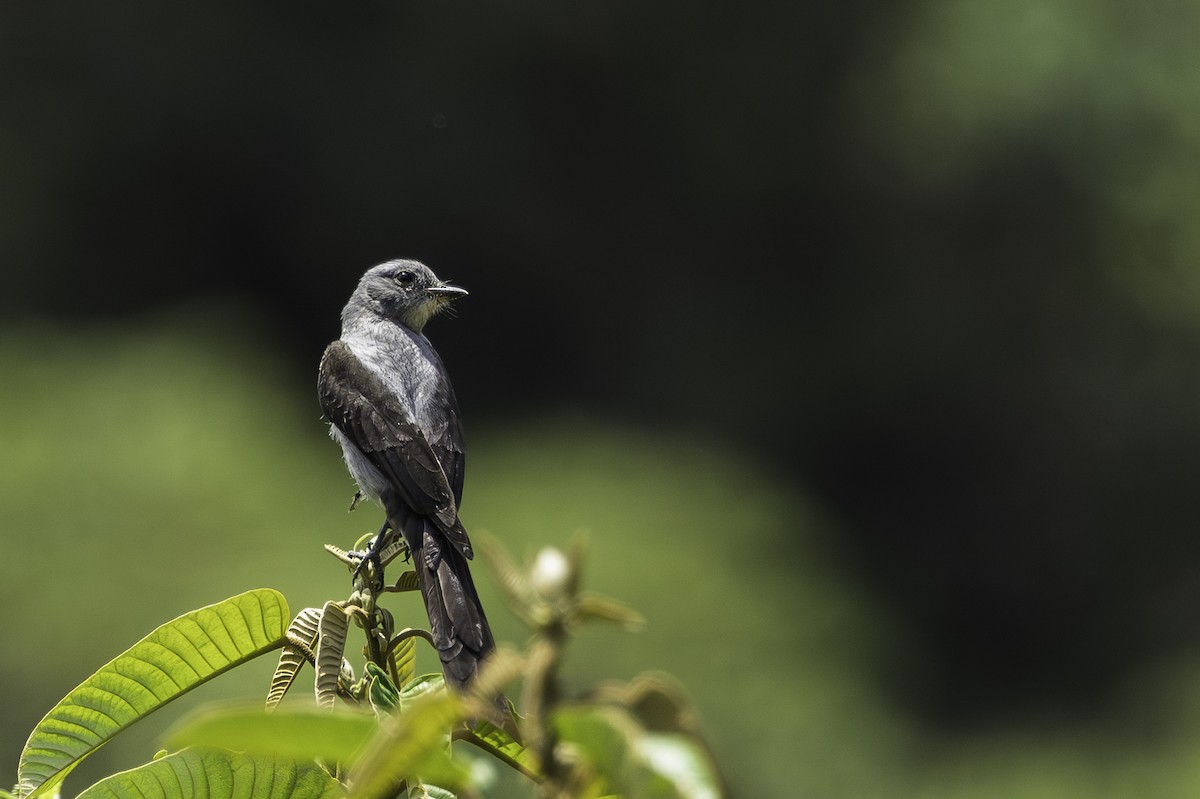 Shear-tailed Gray Tyrant - ML643386827