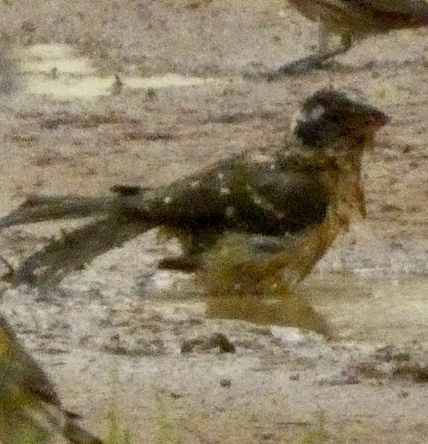 Black-headed Grosbeak - ML643386840