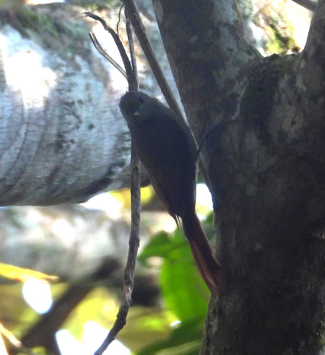 Olivaceous Woodcreeper - ML643386844