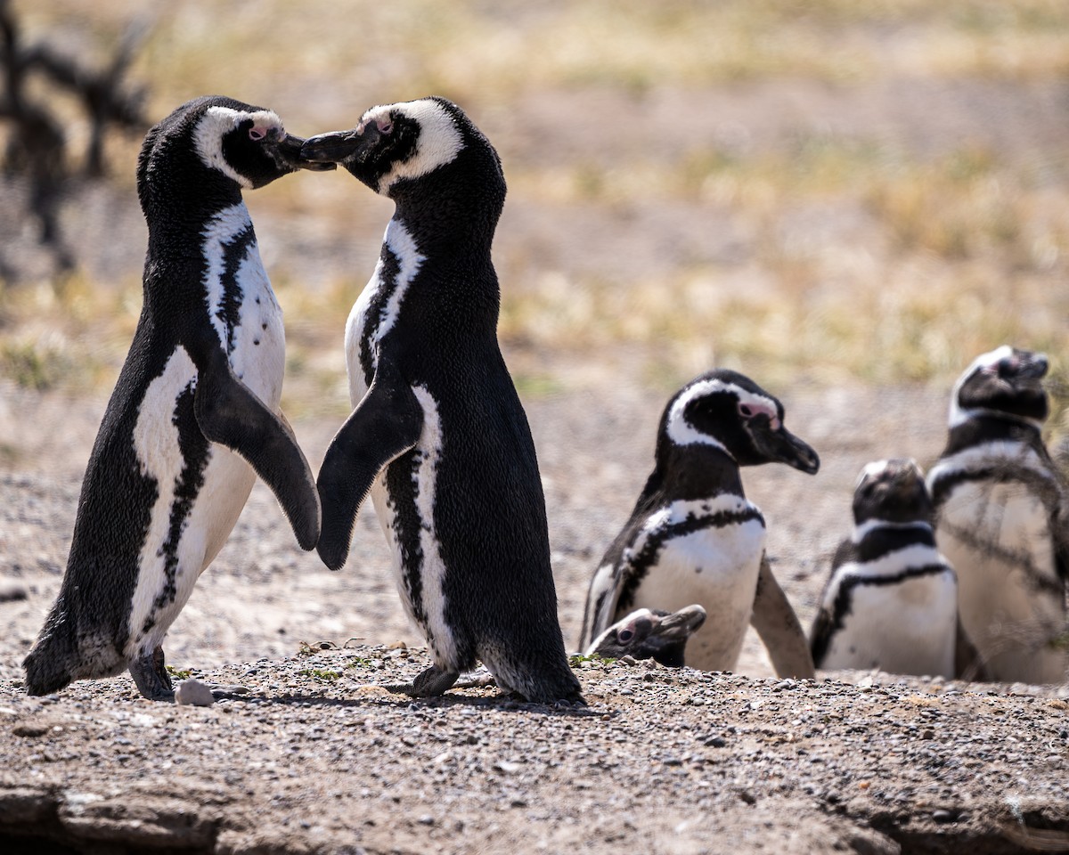 Magellanic Penguin - ML643386845