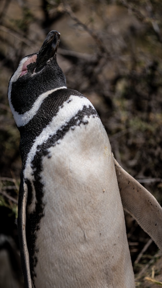 Magellanic Penguin - ML643386846