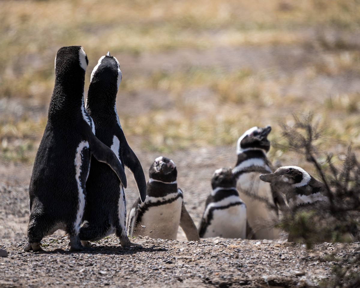 Magellanic Penguin - ML643386847