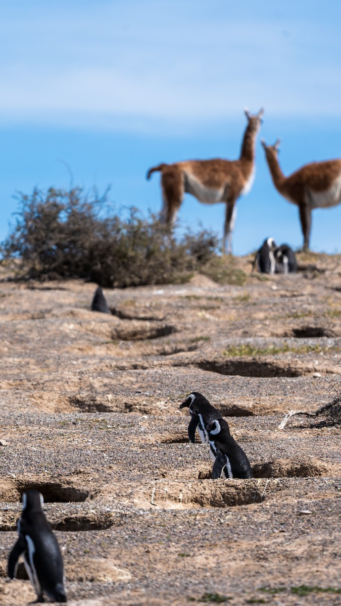Magellanic Penguin - ML643386848