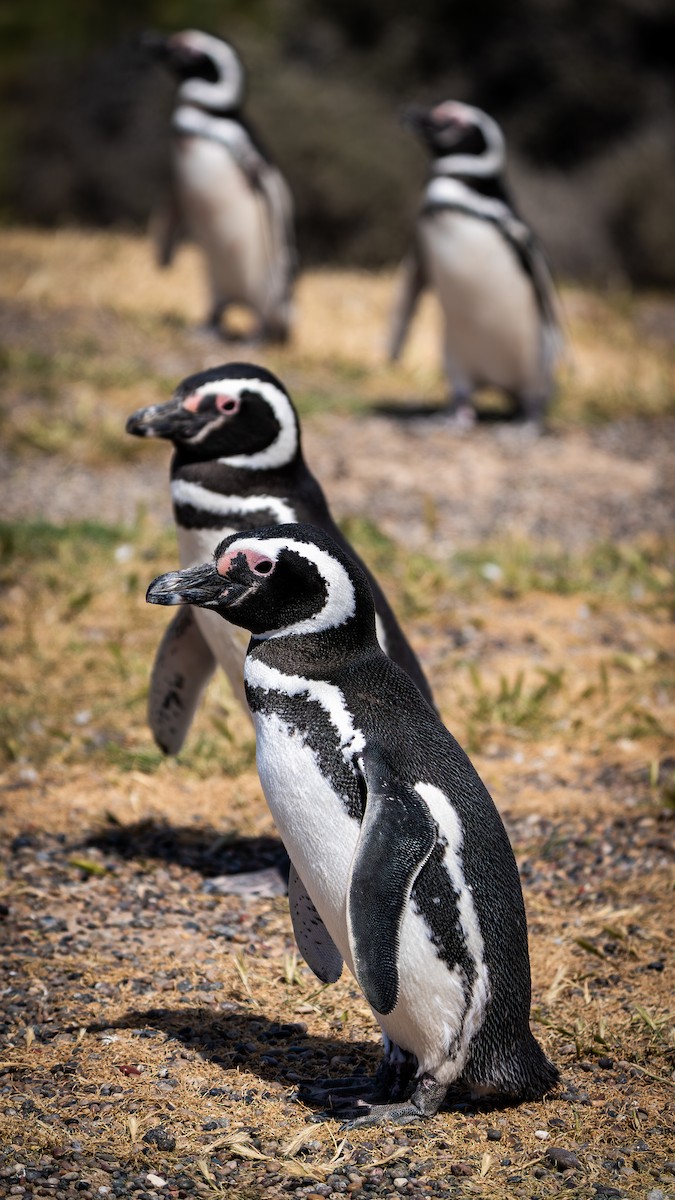 Magellanic Penguin - ML643386849