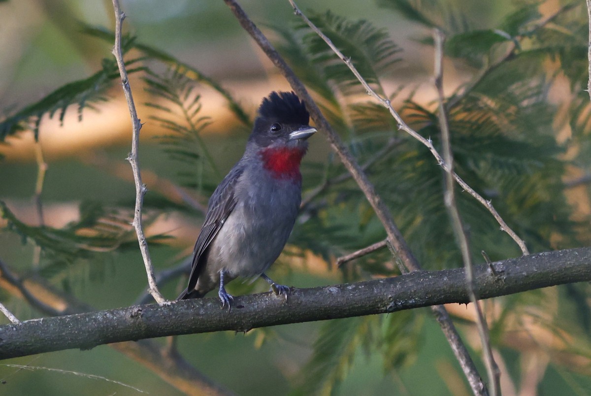Rose-throated Becard - ML643386851