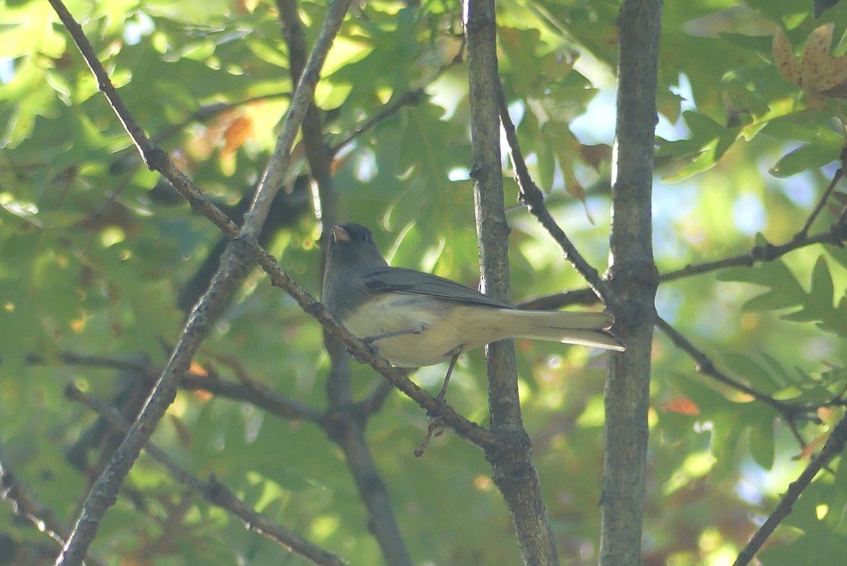 Dark-eyed Junco - ML643386860