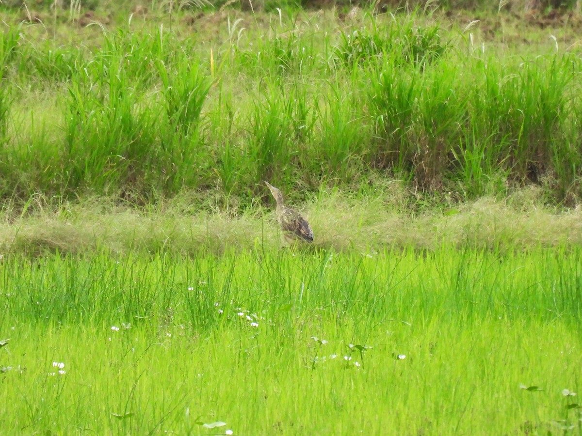 Pinnated Bittern - ML643386863