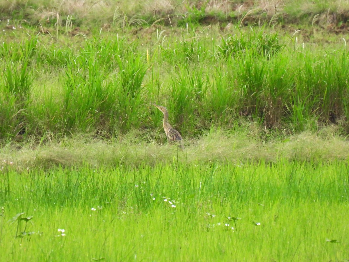 Pinnated Bittern - ML643386864