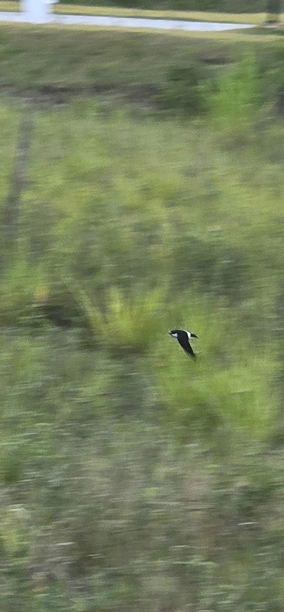 White-rumped Swallow - ML643386865