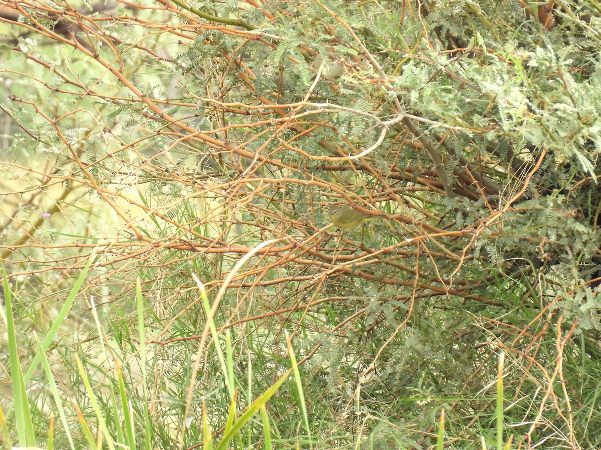 Orange-crowned Warbler - ML643386876