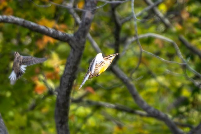 Eastern Meadowlark - ML643386880
