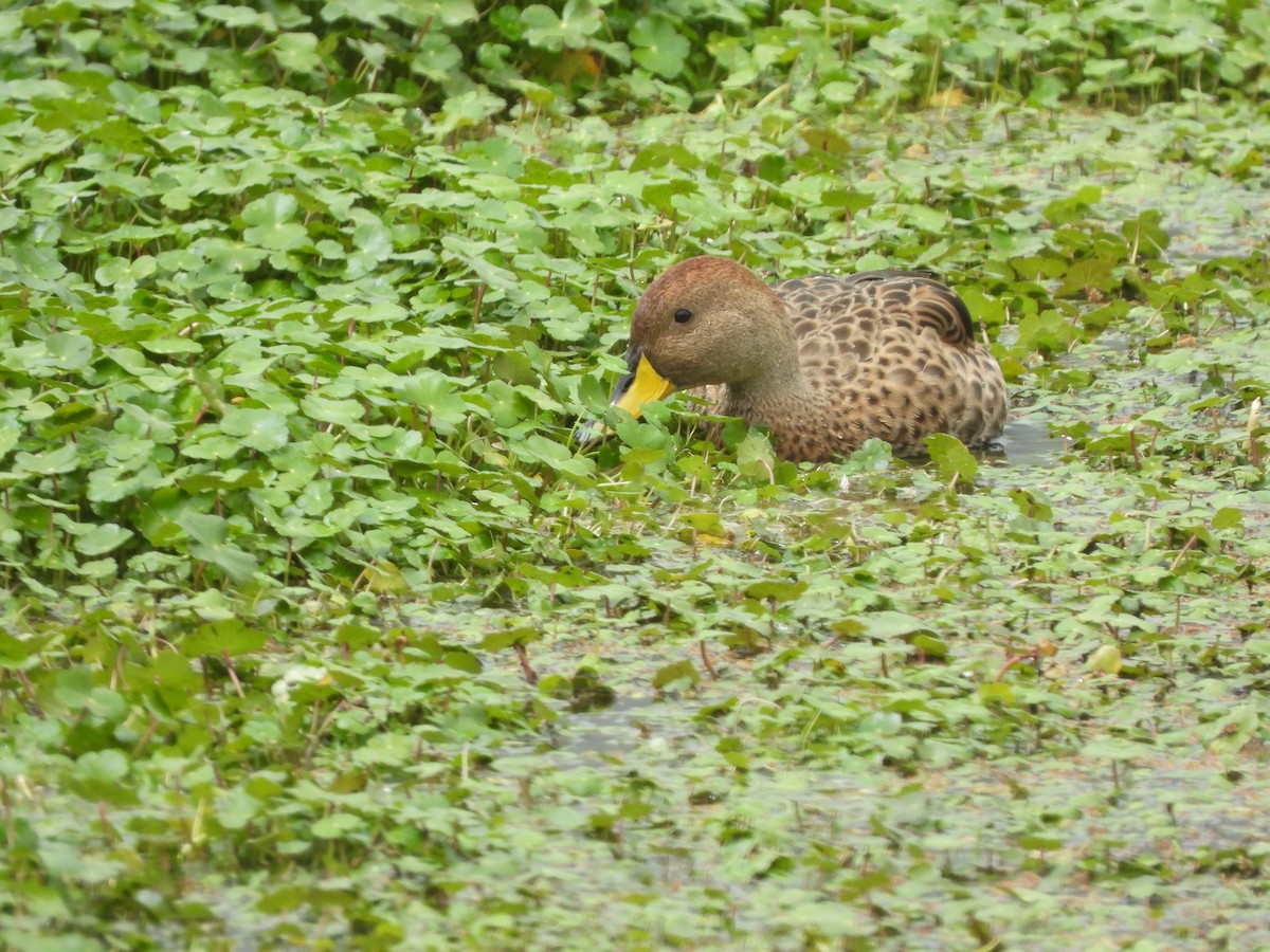 Yellow-billed Pintail - ML643386909