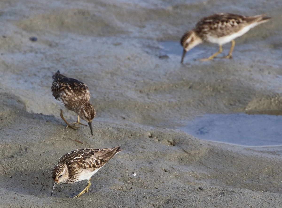 Least Sandpiper - Mike "mlovest" Miller