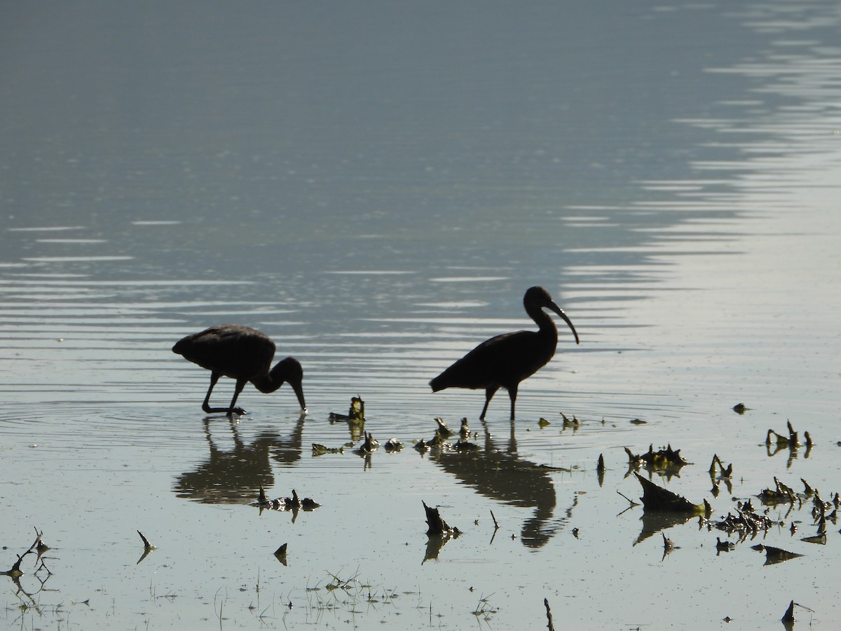 hvitgrimeibis - ML643386917