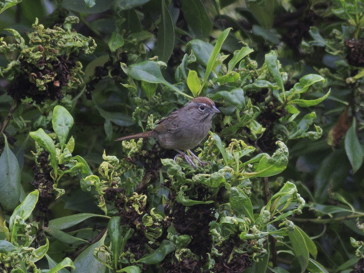 Rufous-crowned Sparrow - ML643386946