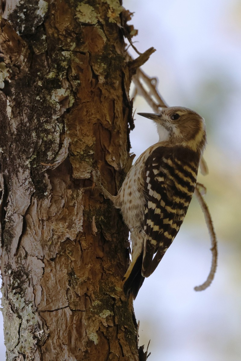 Japanese Pygmy Woodpecker - ML643386962