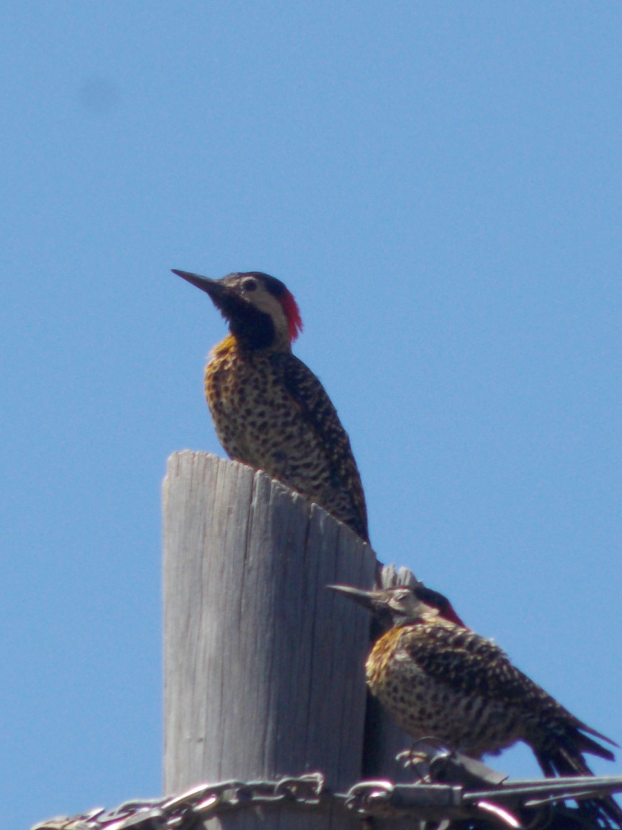 Green-barred Woodpecker - ML643386965