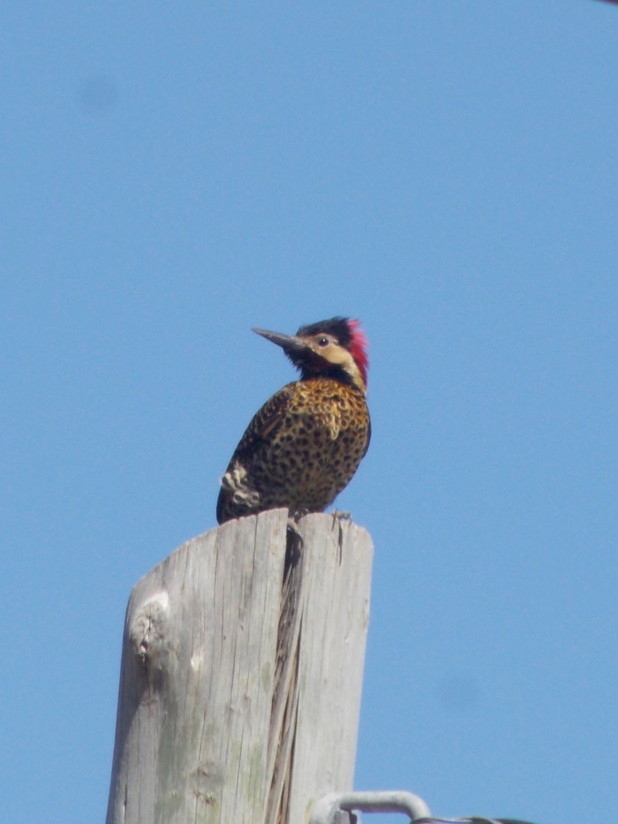Green-barred Woodpecker - ML643386966