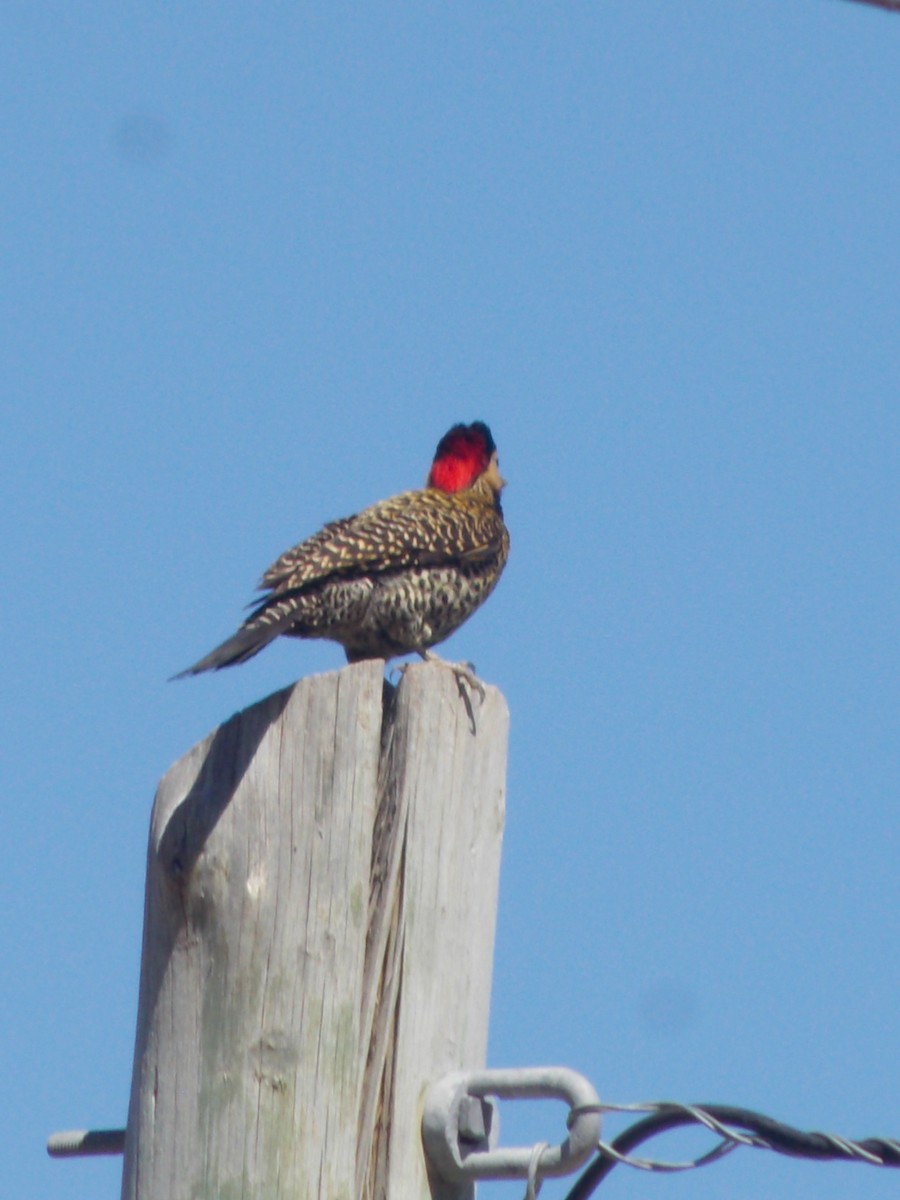 Green-barred Woodpecker - ML643386967
