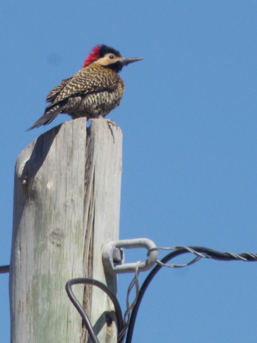 Green-barred Woodpecker - ML643386968