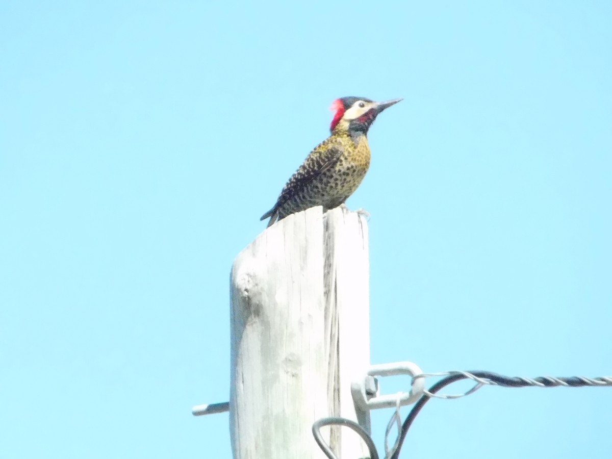 Green-barred Woodpecker - ML643386969