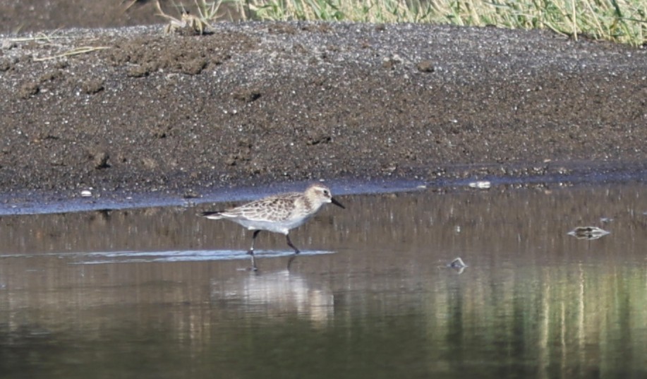 Baird's Sandpiper - ML643386980