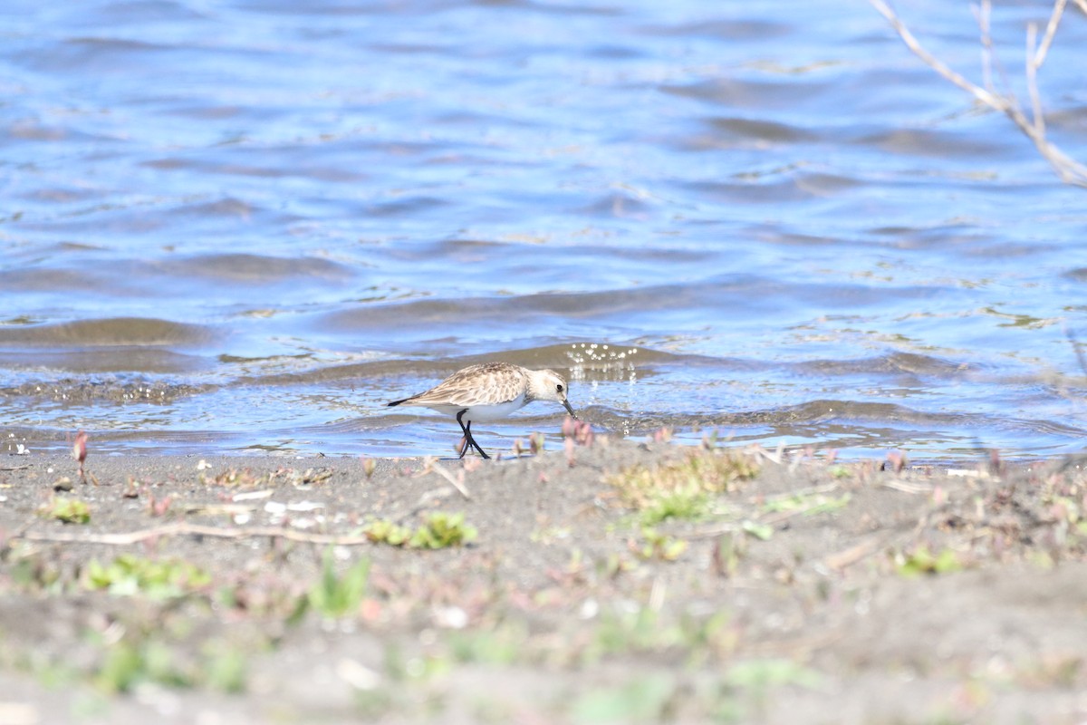 Baird's Sandpiper - ML643386997