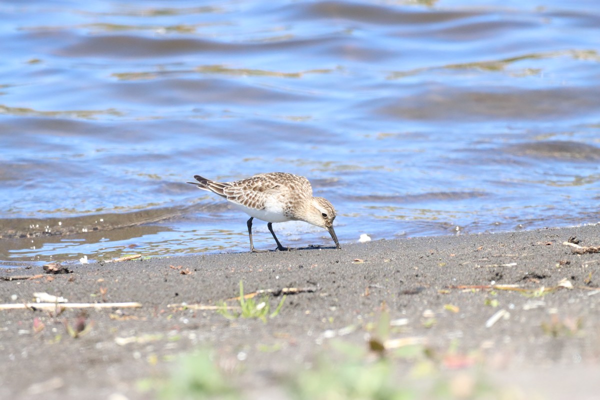 Baird's Sandpiper - ML643386998