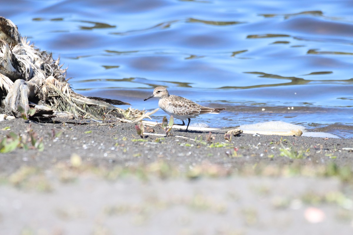 Baird's Sandpiper - ML643386999