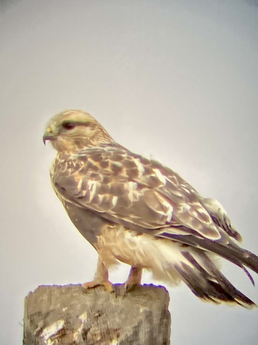 עקב מכנסיים - ML643387025