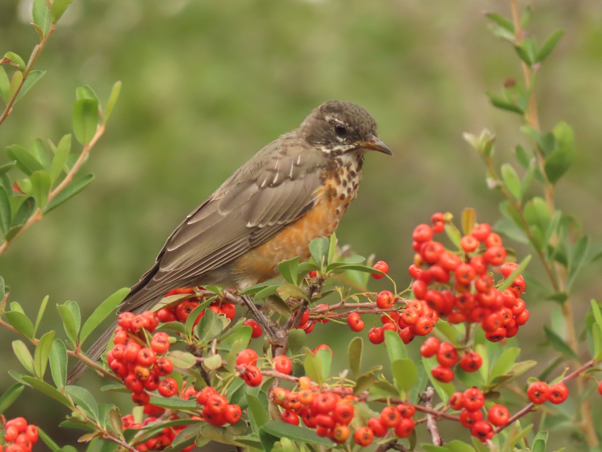 vandretrost - ML643387035