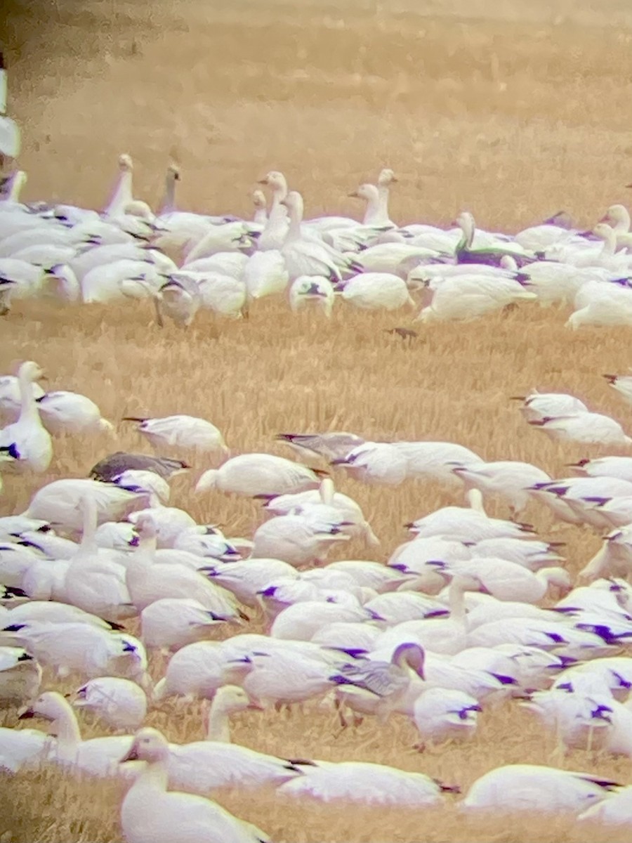 אווז שלג - ML643387037